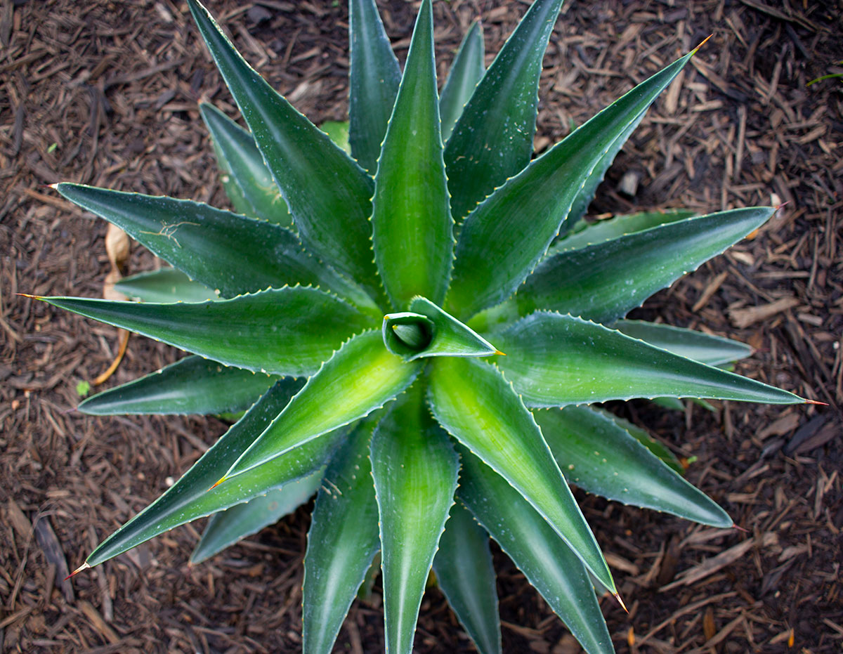 Close-up-agave
